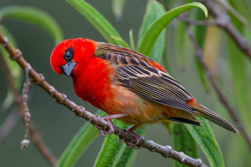 Красный фуди или мадагаскарский фоди