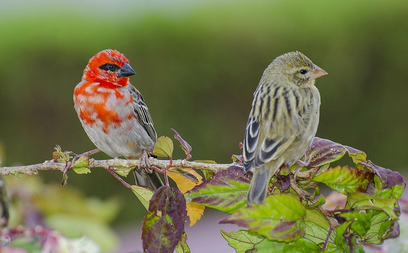 Красный фуди или мадагаскарский фоди