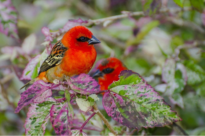 Красный фуди или мадагаскарский фоди