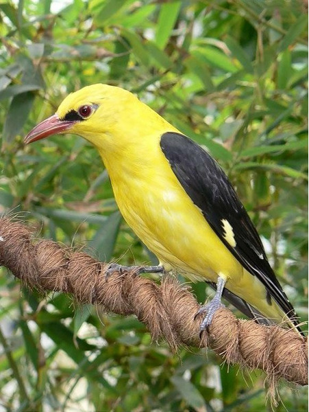 Обыкновенная иволга