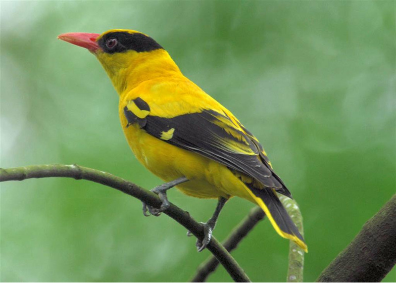 Обыкновенная иволга