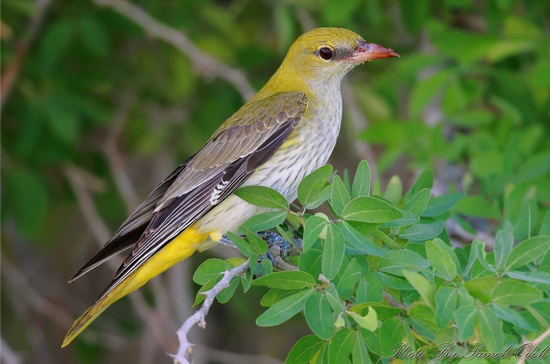 Обыкновенная иволга