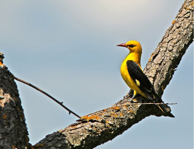 Обыкновенная иволга