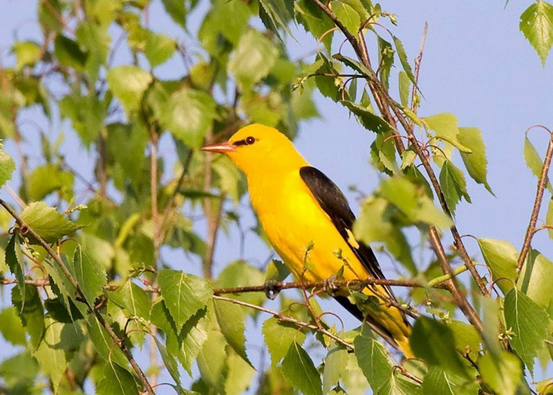 Обыкновенная иволга