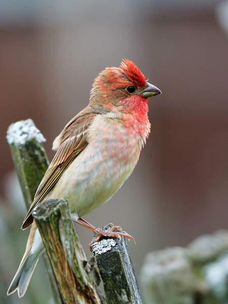 Обыкновенная чечевица