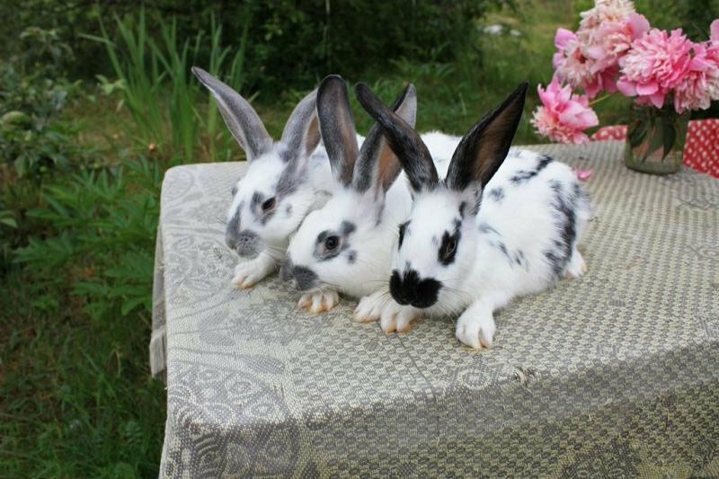 Кролики породы Бабочка