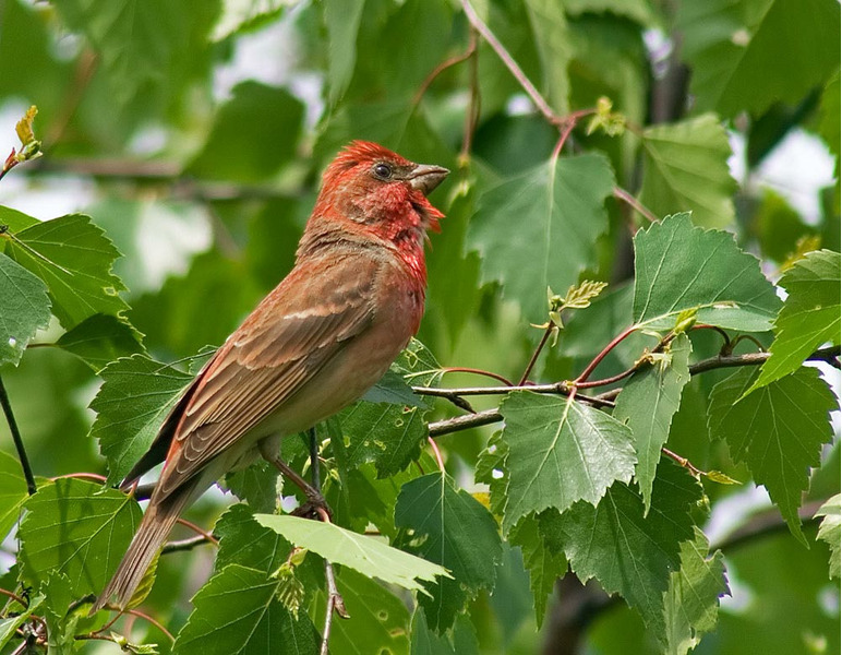 Обыкновенная чечевица