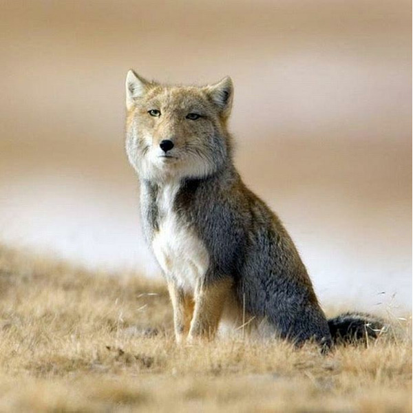 Тибетская лисица