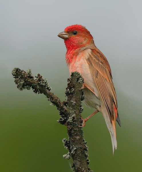 Обыкновенная чечевица