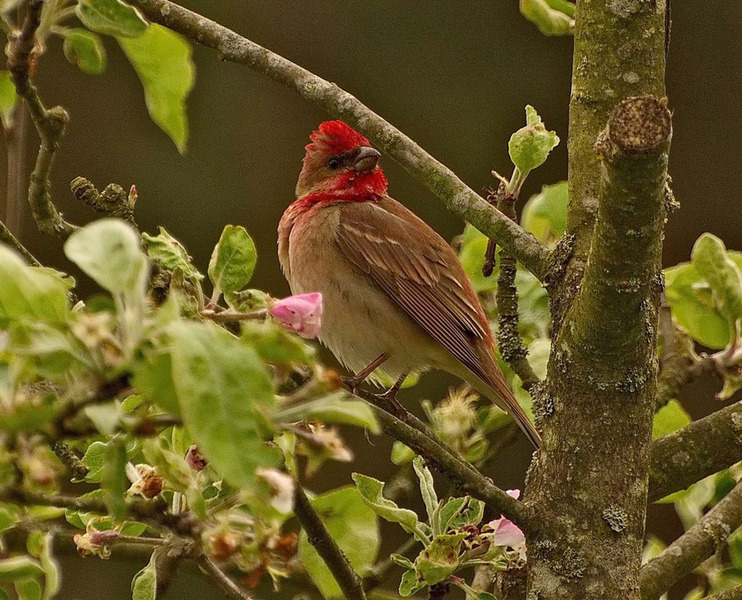 Обыкновенная чечевица