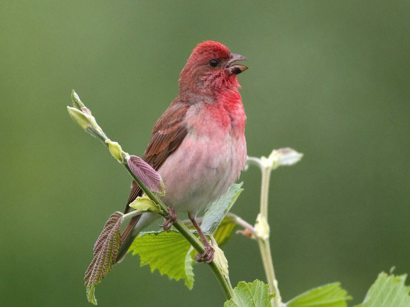Обыкновенная чечевица