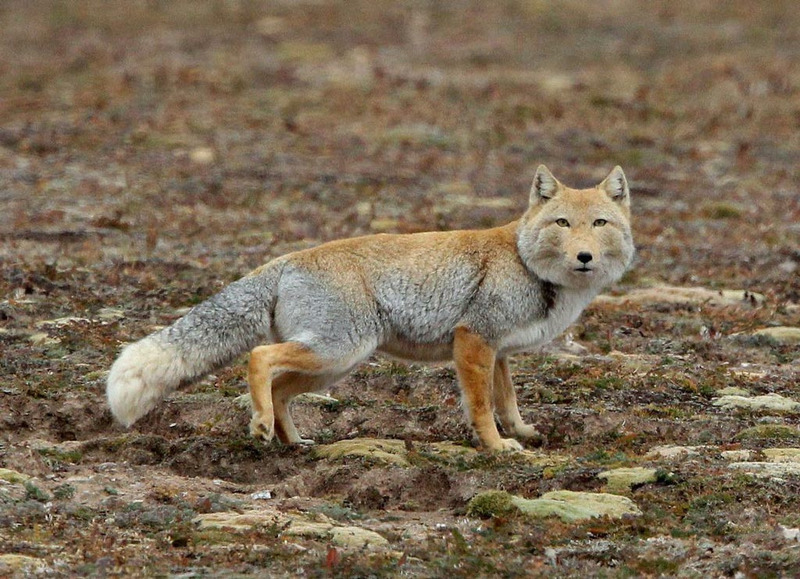 Тибетская лисица