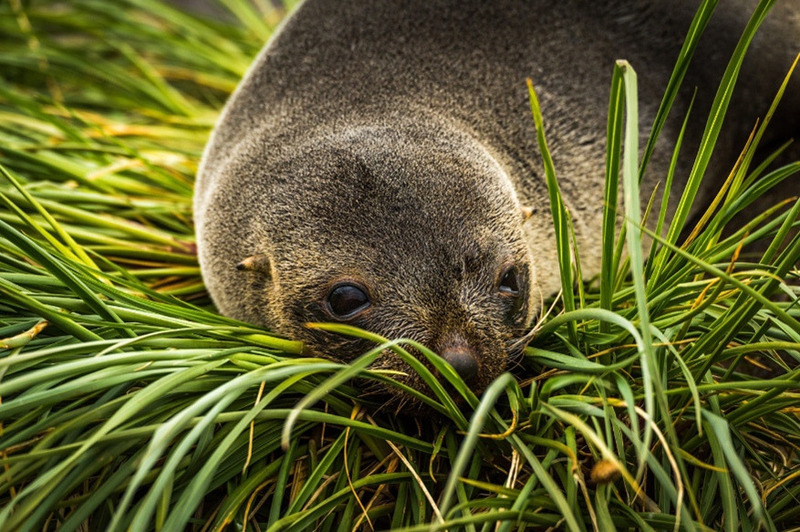 Кергеленский морской котик