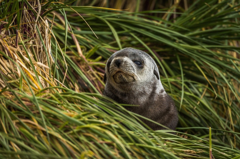 Кергеленский морской котик