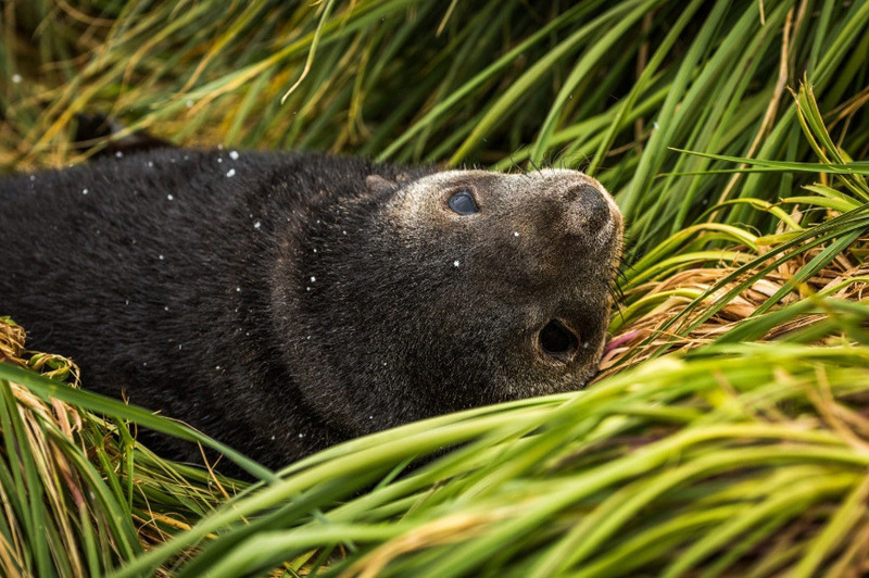 Кергеленский морской котик