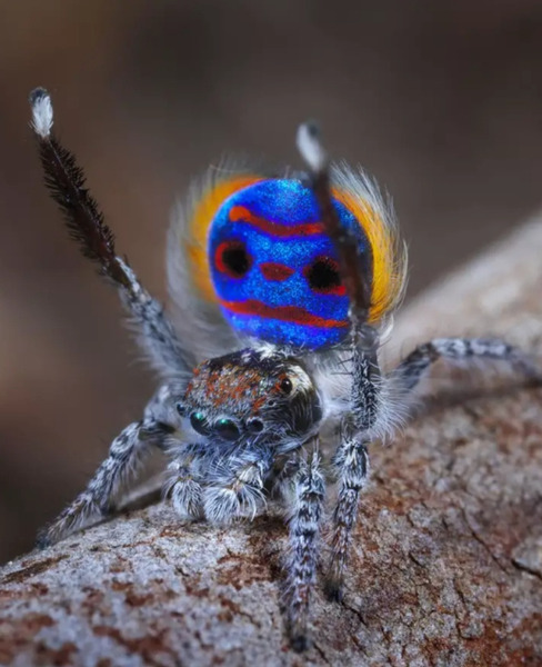 Красивые пауки