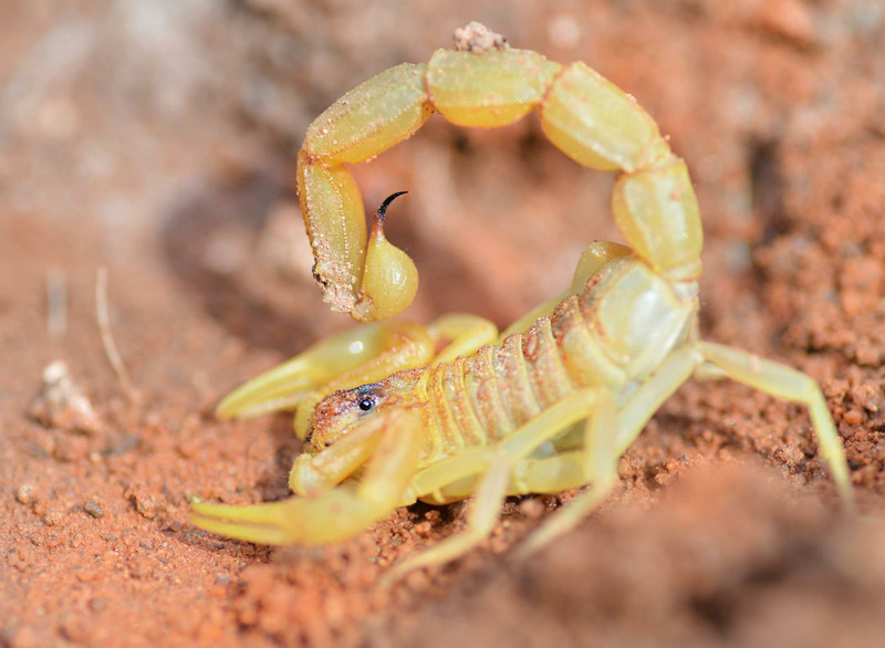 Желтый скорпион