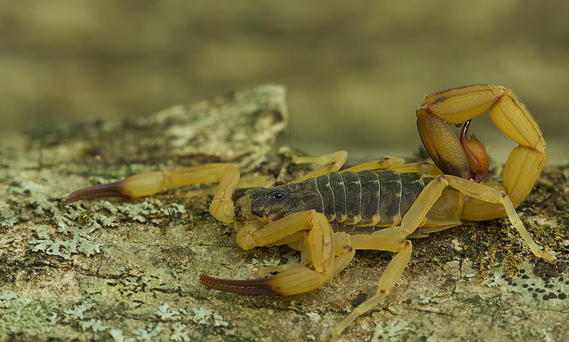 Желтый скорпион
