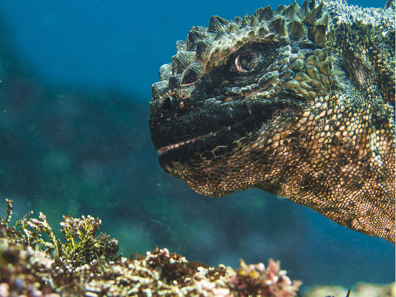 Галапагосские острова — единственное место на планете, где вы можете увидеть морских игуан в их естественной среде обитания.