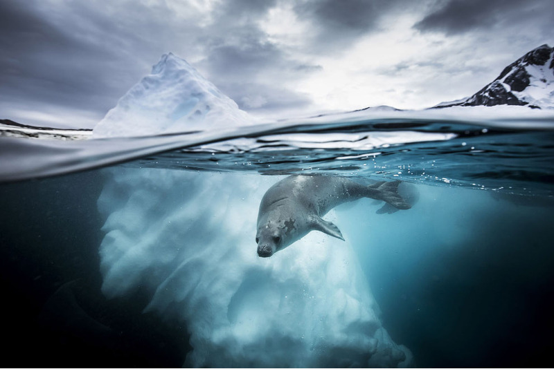 Тюлень в Антарктике.