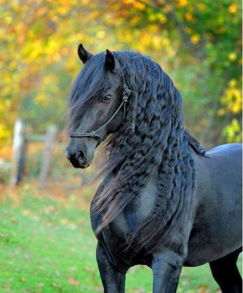 Фризская порода лошадей