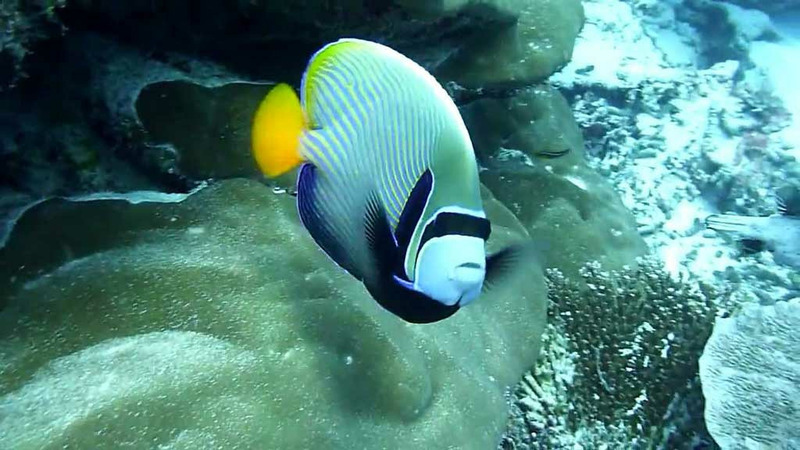 Рыбы-ангелы