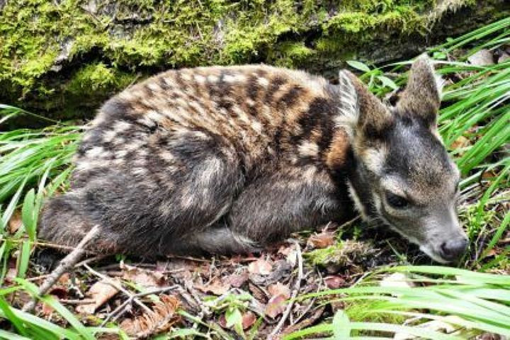 Кабарга или сибирская кабарга