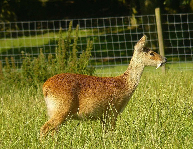 Кабарга или сибирская кабарга