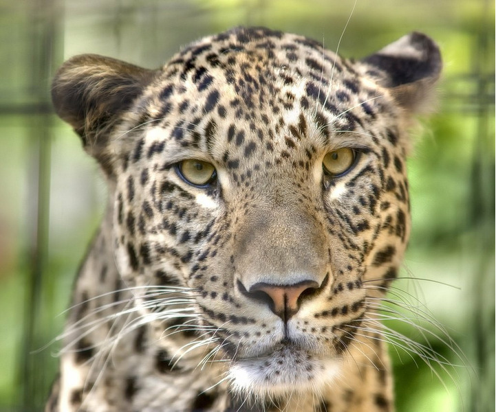 Переднеазиатский леопард или кавказский барс