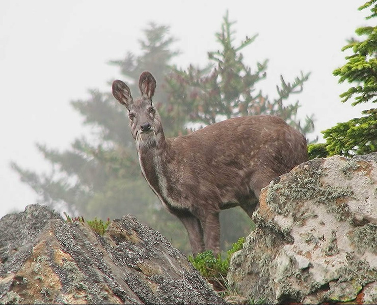 Кабарга или сибирская кабарга