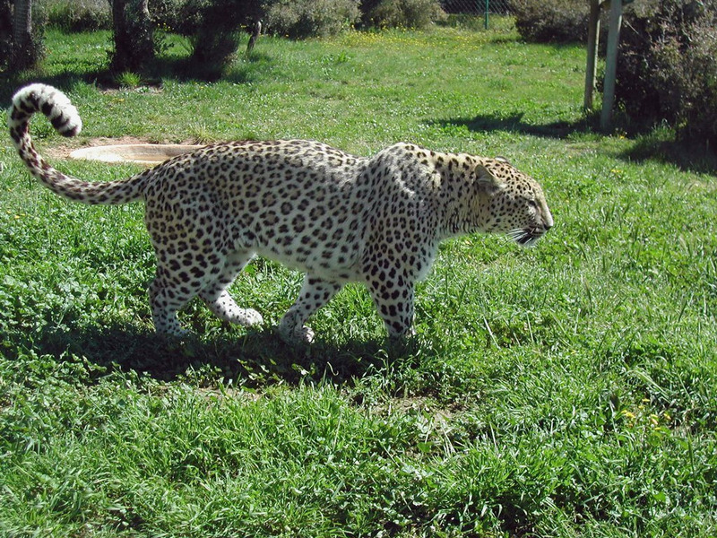 Переднеазиатский леопард или кавказский барс