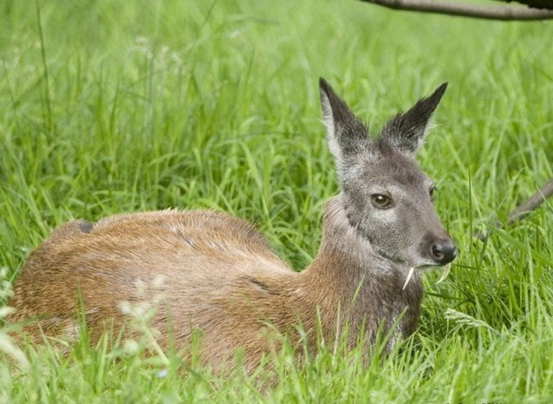 Кабарга или сибирская кабарга
