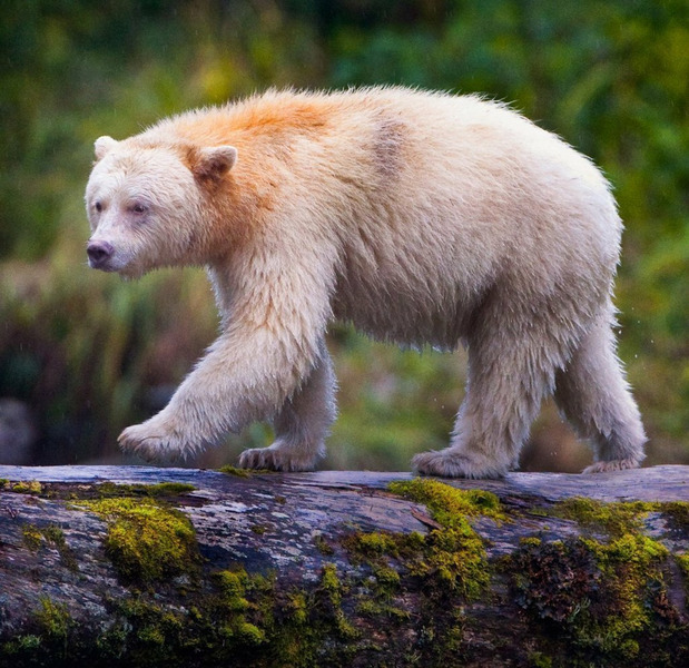 Кермодский медведь