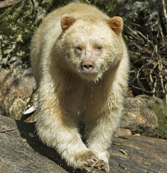 Кермодский медведь