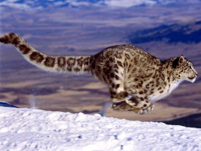 Ирбис или снежный барс, или снежный леопард