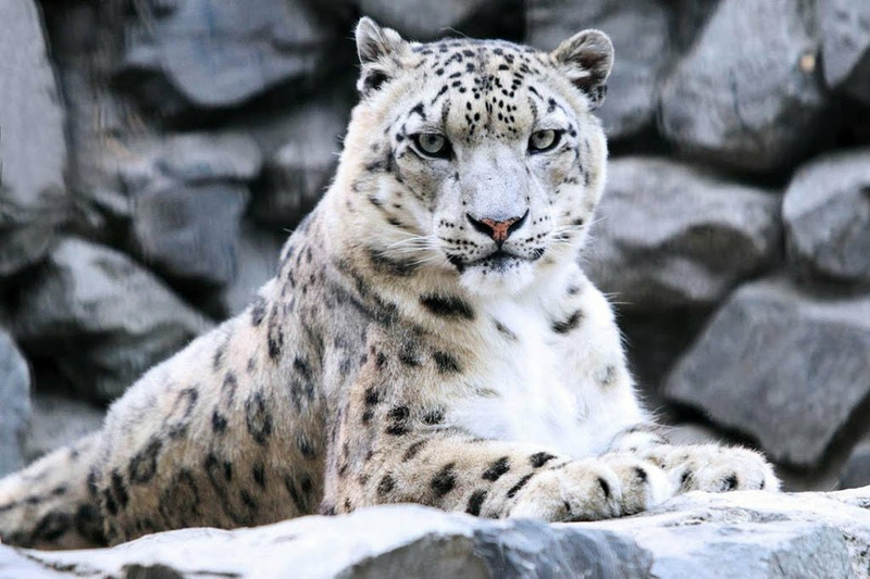 Ирбис или снежный барс, или снежный леопард
