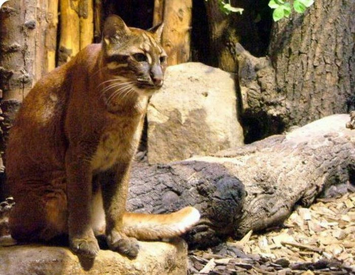Калимантанская кошка