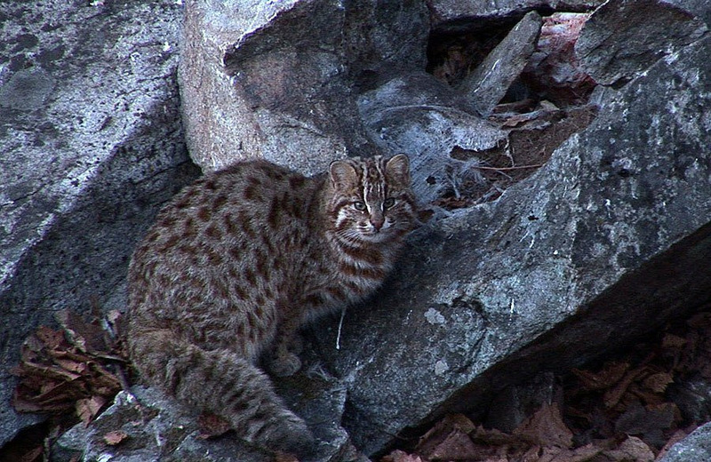 Амурский лесной кот