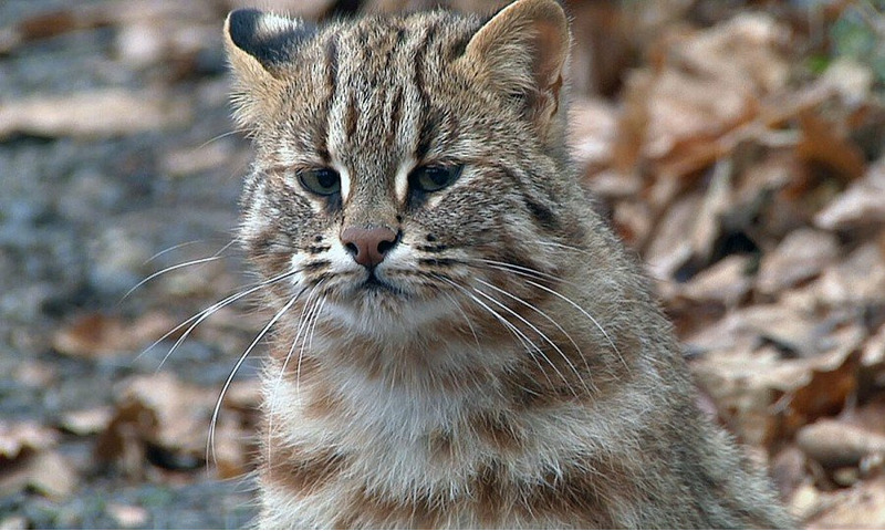 Амурский лесной кот