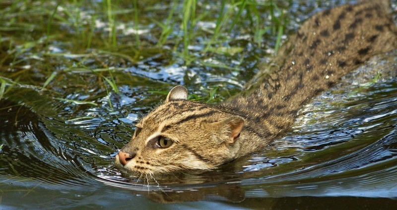 Кошка-рыболов, или крапчатая кошка, или рыбья кошка