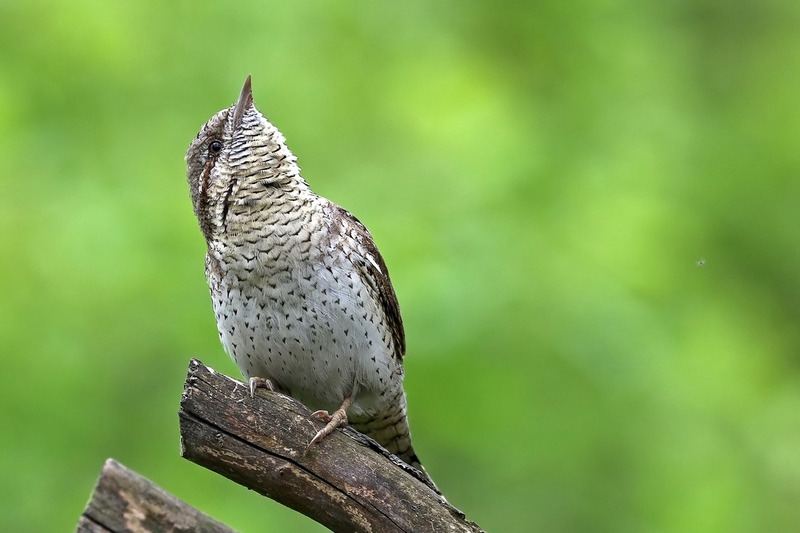 Вертишейка