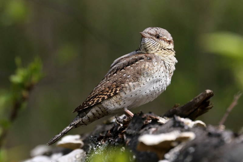 Вертишейка