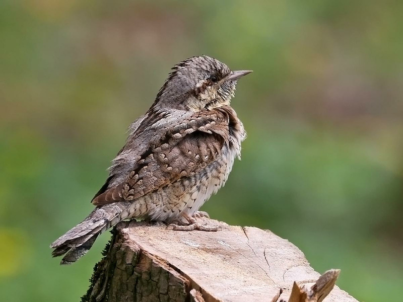 Вертишейка