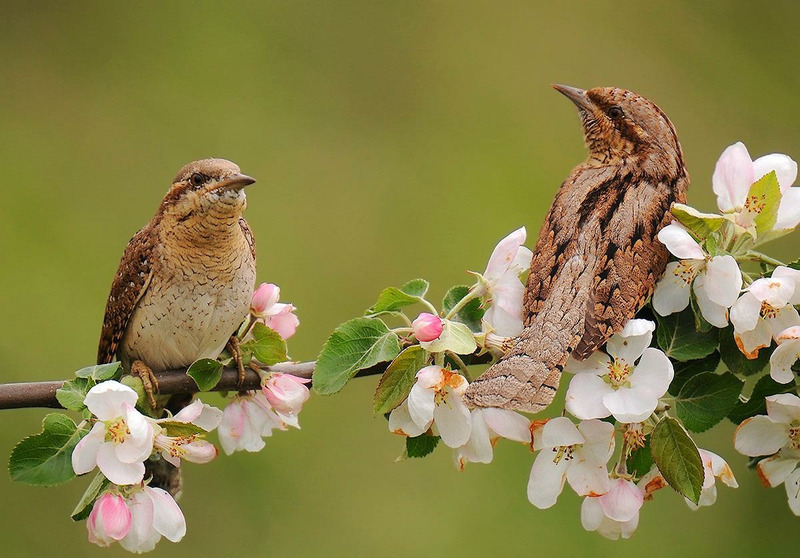 Вертишейка