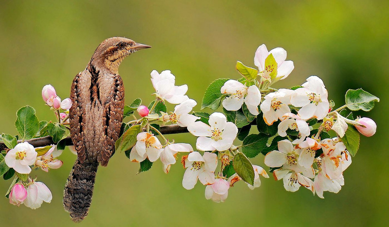 Вертишейка