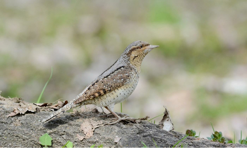 Вертишейка