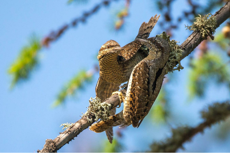 Вертишейка