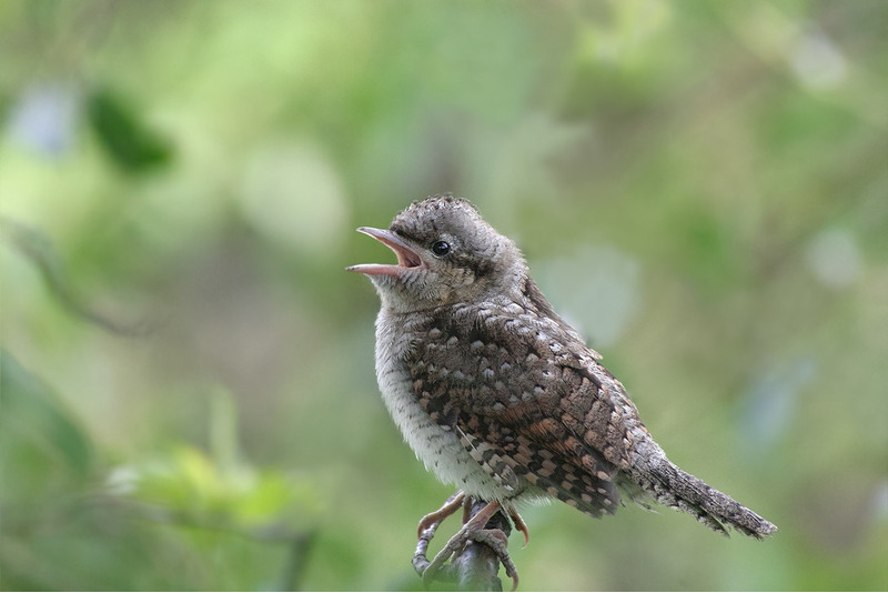 Вертишейка