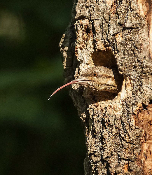 Вертишейка