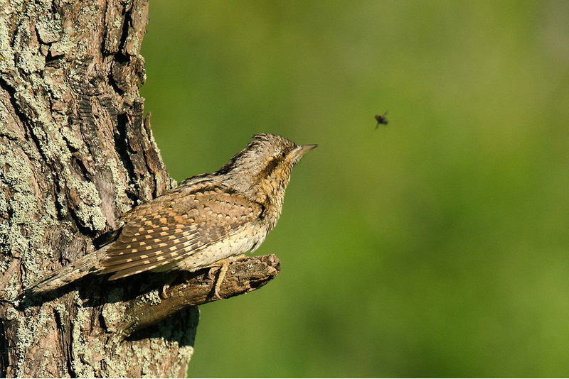 Вертишейка